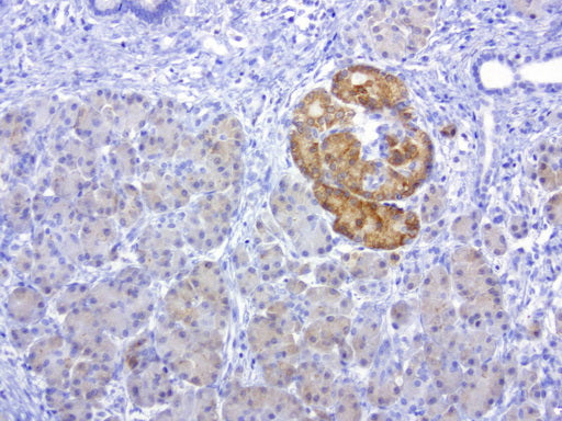 Anti-Musashi 1 Mouse Monoclonal Antibody