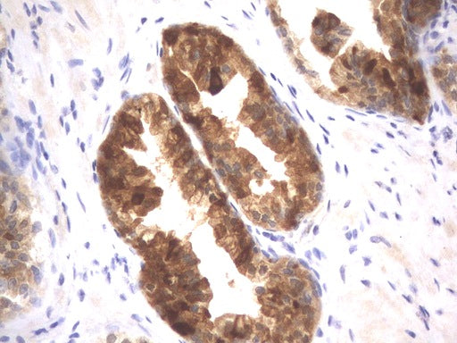 Anti-MSMB Mouse Monoclonal Antibody
