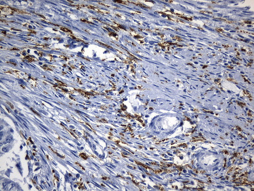 Anti-MSR1 Mouse Monoclonal Antibody