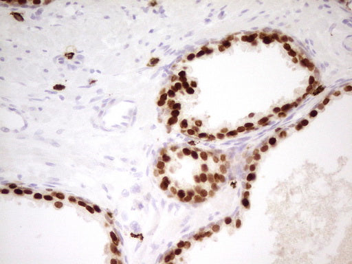Anti-NKX3.1 Mouse Monoclonal Antibody