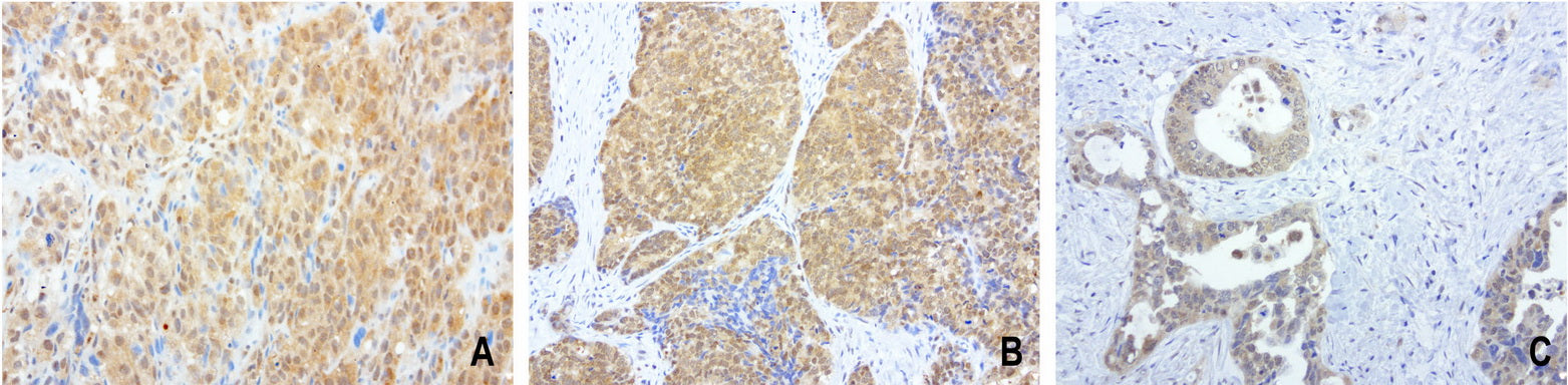 Anti-Proteasome alpha 6 Mouse Monoclonal Antibody