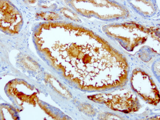 Anti-Syntenin 1 Mouse Monoclonal Antibody