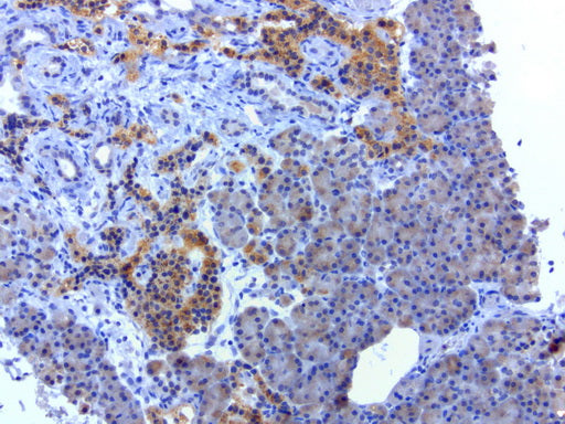 Anti-SOX5 Mouse Monoclonal Antibody