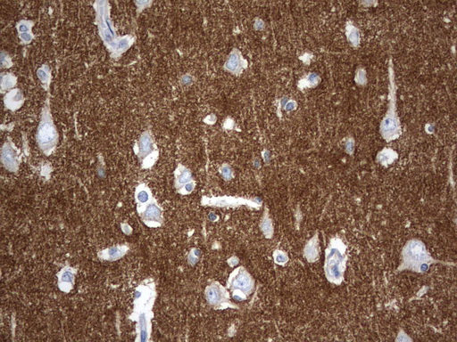 Anti-Synaptotagmin 4 Mouse Monoclonal Antibody