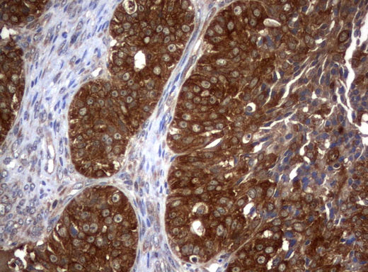 Anti-VBP1 Mouse Monoclonal Antibody
