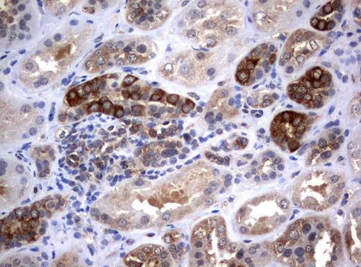 Anti-VBP1 Mouse Monoclonal Antibody