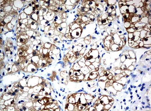 Anti-BBOX1 Mouse Monoclonal Antibody