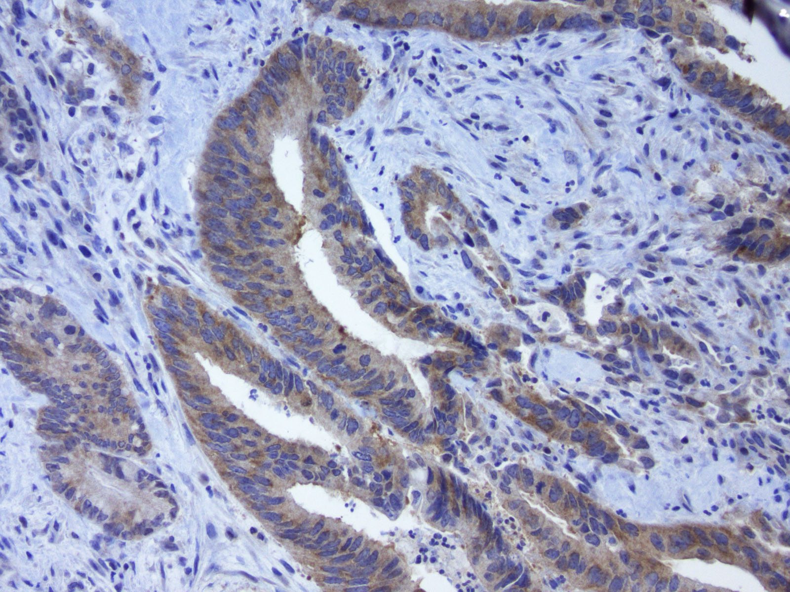Anti-LGR5 Mouse Monoclonal Antibody