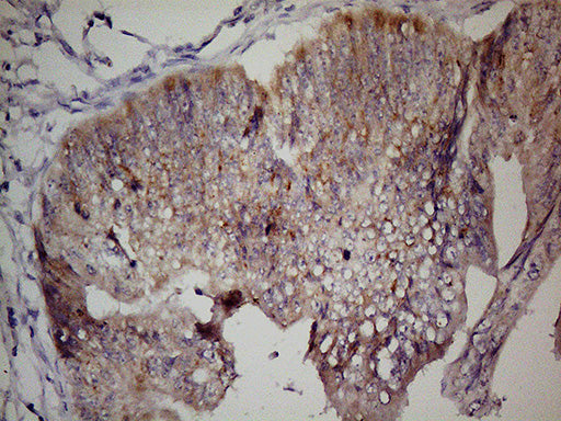 Anti-LGR5 Mouse Monoclonal Antibody