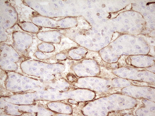Anti-PROCR Mouse Monoclonal Antibody