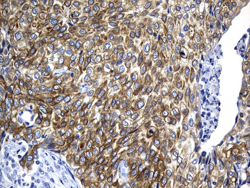Anti-Anterior Gradient 2 Mouse Monoclonal Antibody