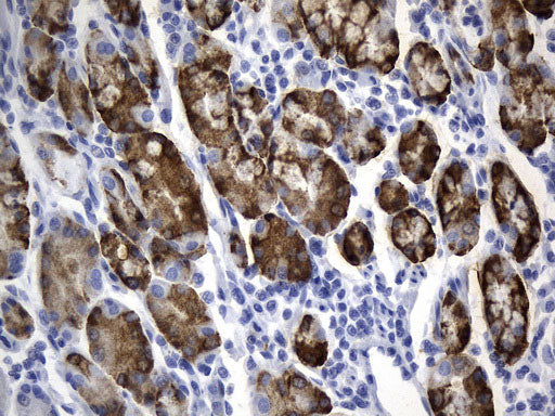 Anti-Anterior Gradient 2 Mouse Monoclonal Antibody