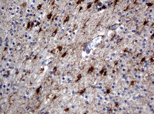 Anti-ALDH1L1 Mouse Monoclonal Antibody
