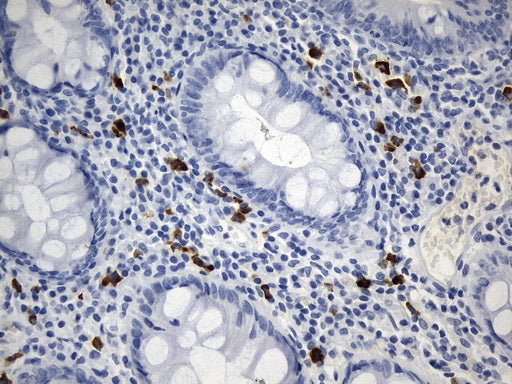 Anti-ICOS Ligand Mouse Monoclonal Antibody