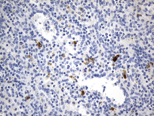 Anti-ICOS Ligand Mouse Monoclonal Antibody