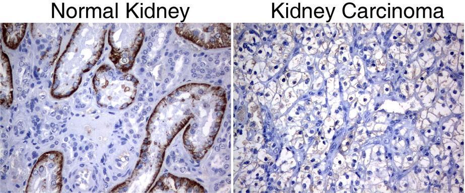 Anti-SLC7A8 Mouse Monoclonal Antibody