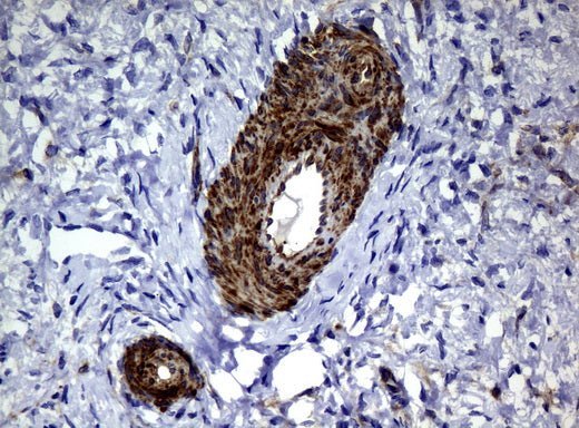 Anti-DEF6 Mouse Monoclonal Antibody