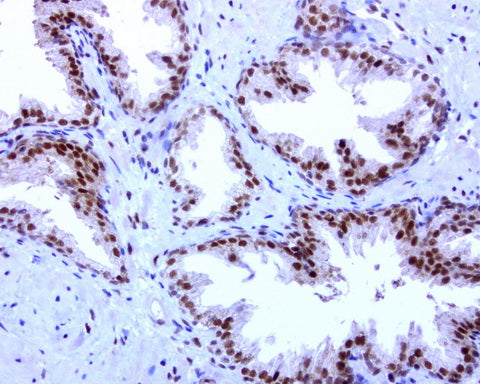 Anti-C14orf166 Mouse Monoclonal Antibody