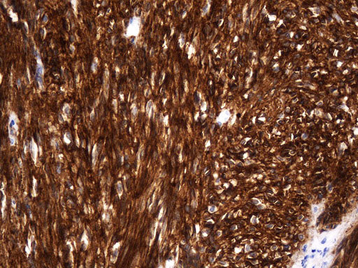 Anti-Anoctamin 1 Mouse Monoclonal Antibody