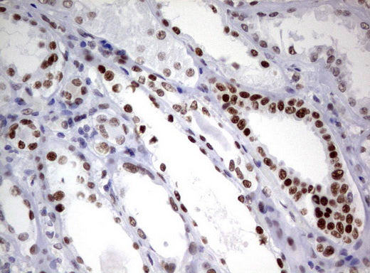 Anti-ZSCAN18 Mouse Monoclonal Antibody
