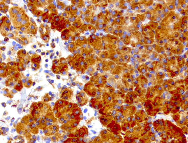 Anti-WIBG Mouse Monoclonal Antibody