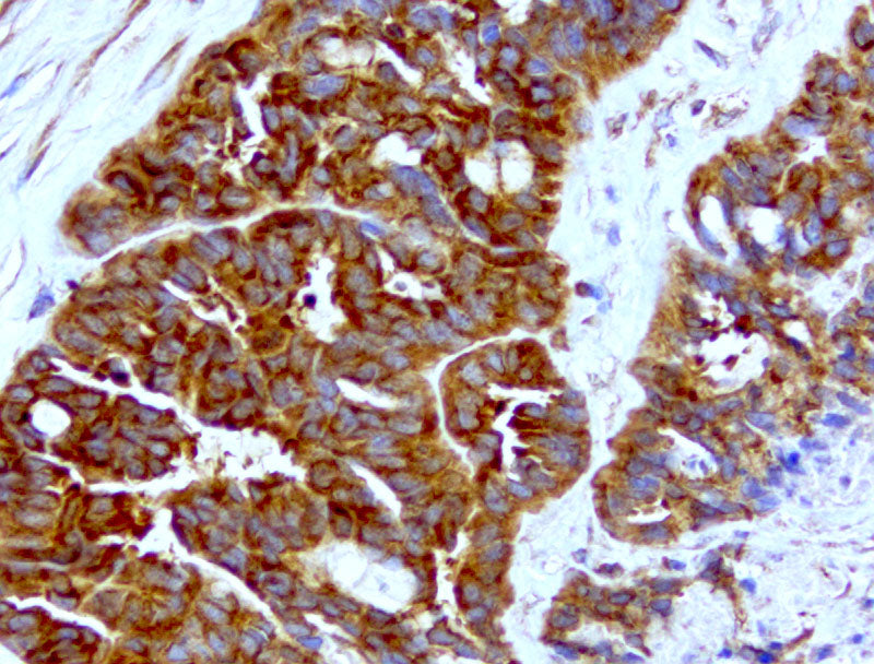 Anti-WIBG Mouse Monoclonal Antibody