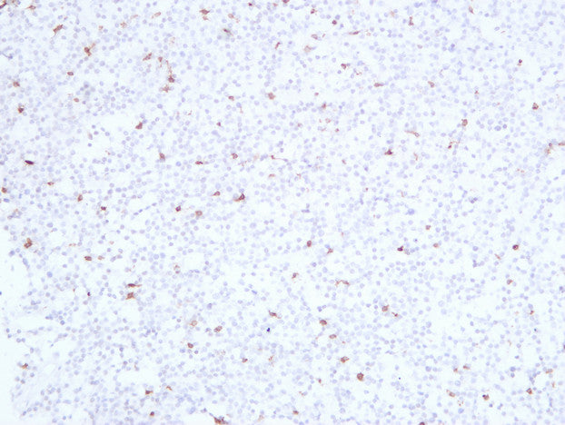 Anti-CD3eMouse Monoclonal Antibody