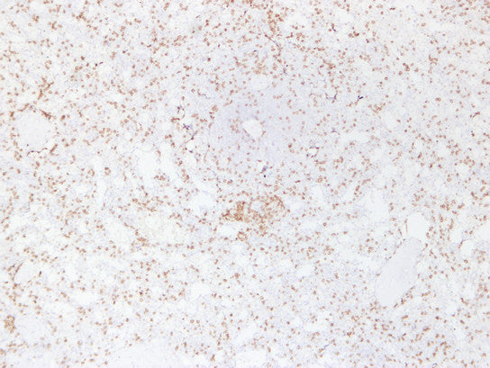 Anti-CD3eMouse Monoclonal Antibody