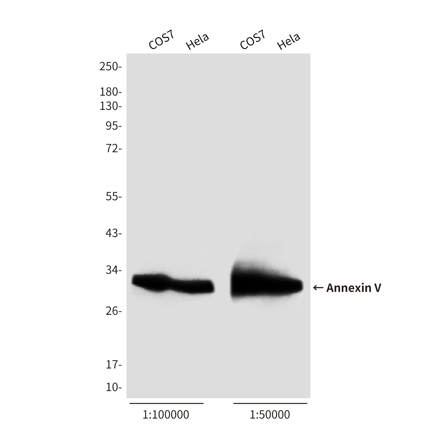 Anti-Annexin V Rabbit Polyclonal Antibody (HRP)