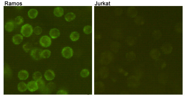 Anti-CD19 Mouse Monoclonal Antibody (FITC)
