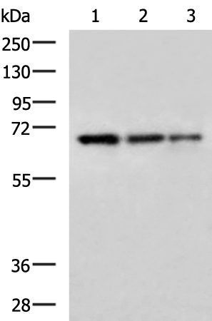 Anti-DAZ4 Rabbit Polyclonal Antibody