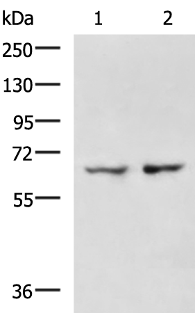 Anti-TRAF3IP3 Rabbit Polyclonal Antibody