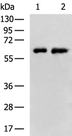 Anti-Ubiquilin 1 Rabbit Polyclonal Antibody