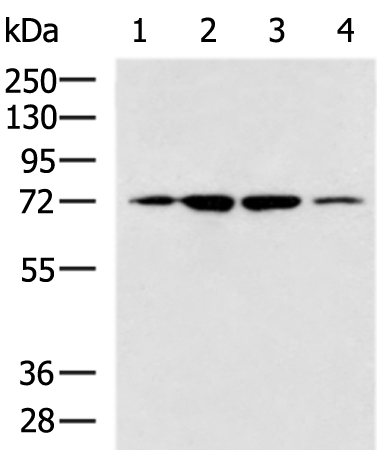 Anti-Cytochrome P450 11B1 Rabbit Polyclonal Antibody