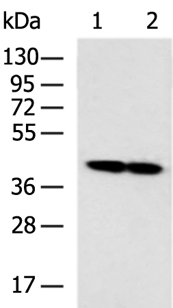 Anti-ETV7 Rabbit Polyclonal Antibody