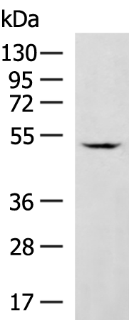 Anti-GABPB2 Rabbit Polyclonal Antibody