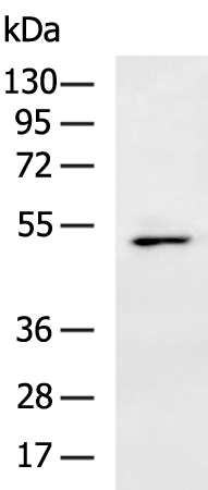 Anti-Transcriptional Enhancer Factor TEF 4 Rabbit Polyclonal Antibody