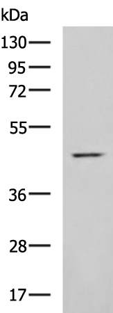 Anti-MLNR Rabbit Polyclonal Antibody