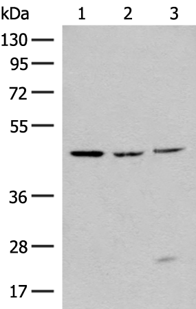 Anti-RXFP3 Rabbit Polyclonal Antibody
