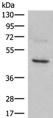 Anti-NCR1 Rabbit Polyclonal Antibody