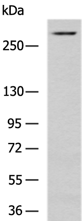 Anti-HspG2 Rabbit Polyclonal Antibody