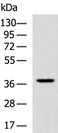 Anti-VGLL3 Rabbit Polyclonal Antibody