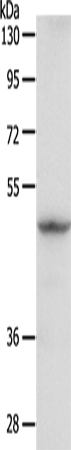 Anti-GDI1 Rabbit Polyclonal Antibody