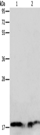 Anti-ANG Rabbit Polyclonal Antibody