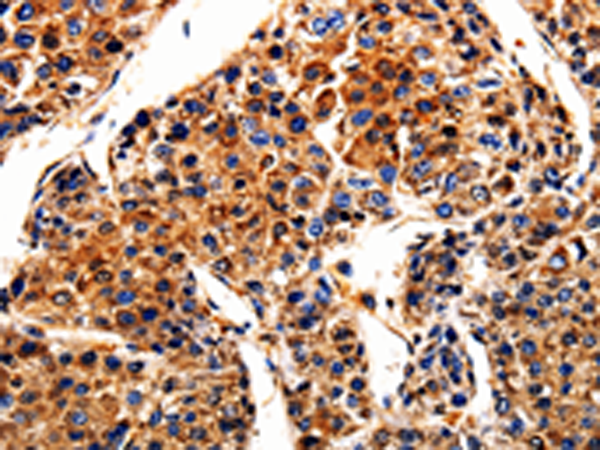 Anti-APLP1 Rabbit Polyclonal Antibody