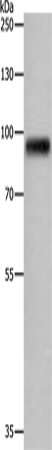 Anti-APLP1 Rabbit Polyclonal Antibody