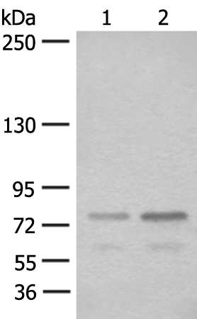 Anti-STAT4 Rabbit Polyclonal Antibody