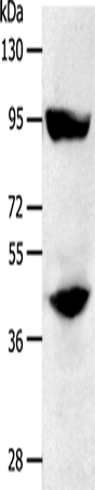 Anti-STAT5b Rabbit Polyclonal Antibody