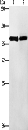 Anti-Toll-Like Receptor 1 Rabbit Polyclonal Antibody