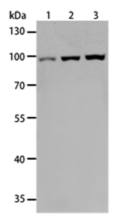 Anti-Toll-Like Receptor 3 Rabbit Polyclonal Antibody